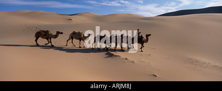 Kamel Zug, Khongryn Dünen, Gobi Wüste Gobi Nationalpark, Omnogov Provinz, Mongolei, Zentralasien, Asien Stockfoto