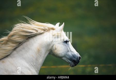 Connemara Pony (Equus Przewalskii F. Caballus), Hengst Stockfoto