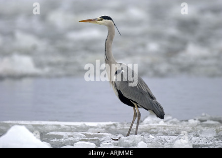 Graureiher - stehend auf gefrorenen See Ardea conerea Stockfoto