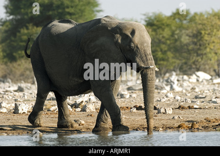 Afrikanischer Elefant - am Wasserloch Loxodonta africana Stockfoto
