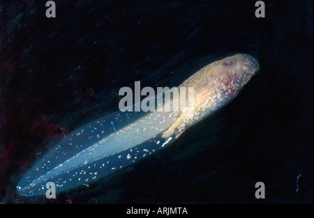 Hebamme-Kröte (Alytes Obstetricans), Kaulquappe Stockfoto