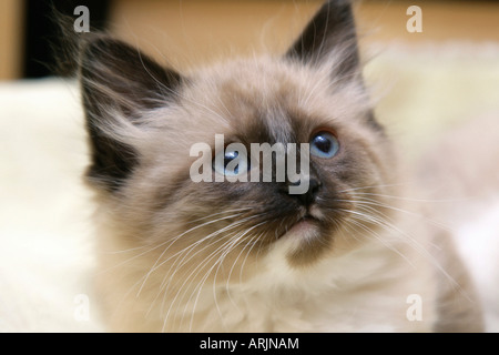 Nahaufnahme einer Himalaya-Katze Stockfoto