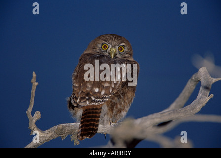 Ein austral Sperlingskauz (Glaucidium Nanum) sitzt auf einem Baum, Torres del Paine Nationalpark, Patagonien, Chile, Südamerika Stockfoto