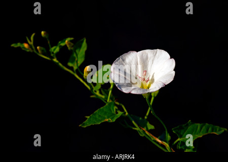 Hecke Ackerwinde, Calystegia sepium Stockfoto