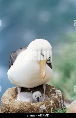 Ein Black-browed Albatross (Thalassarche Melanophris) Blick auf die Küken, Saunders Island, Falkland-Inseln, Süd-Atlantik Stockfoto