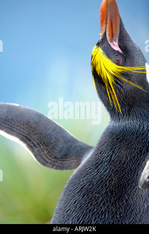 Eine Makkaroni Penguin (Eudyptes Chrysolophus), East Falkland, Falkland-Inseln, Süd-Atlantik, Süd-Amerika Stockfoto