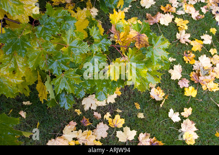 Bunte Ahornblätter im Baum nass und im Herbst auf Boden gefallen Stockfoto