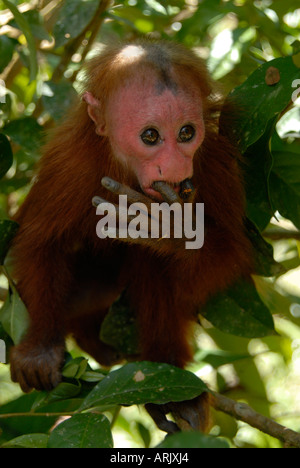 ROTER UAKARI junge Cacajao Calvus Ucayalii Amazonas, Peru gefangen Stockfoto