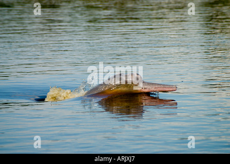 Amazon oder rosa Flussdelfin (auch bekannt als Boto) Inia Geoffrensis Pacaya Samiria Nationalreservat, Loreto, Peru Stockfoto