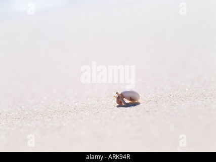 Einsiedlerkrebs am Strand, Saipan Stockfoto