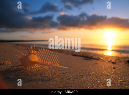 Muschel am Strand, Sonnenuntergang, Neu-Kaledonien Stockfoto