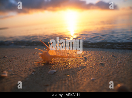 Muschel am Strand, Sonnenuntergang, Neu-Kaledonien Stockfoto