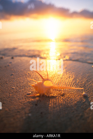 Muschel am Strand, Sonnenuntergang, Neu-Kaledonien Stockfoto