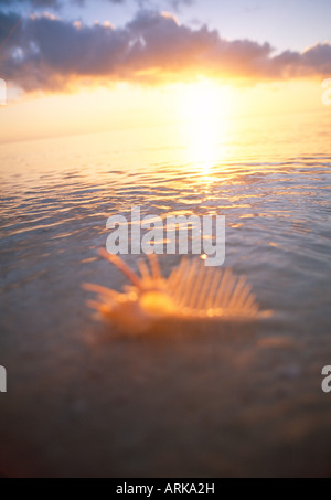 Muschel am Strand, Sonnenuntergang, Neu-Kaledonien Stockfoto