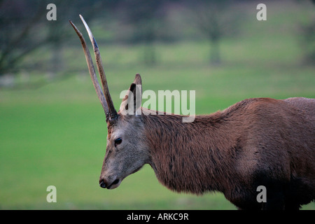 Eine junge männliche Rothirsch Cervus Elaphus Wollaton Park, Nottingham, UK Stockfoto