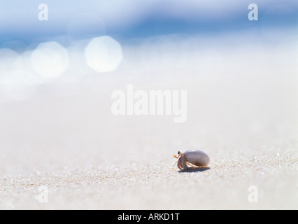 Einsiedlerkrebs auf dem Strand, Managaha Island, Saipan Stockfoto