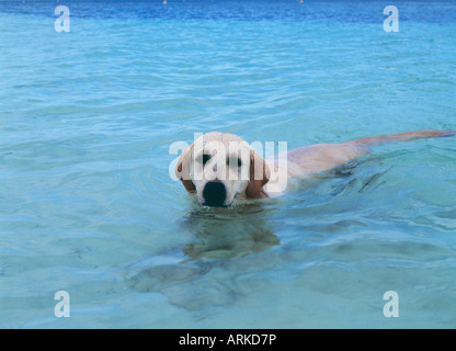 Ein Hund im Wasser Stockfoto