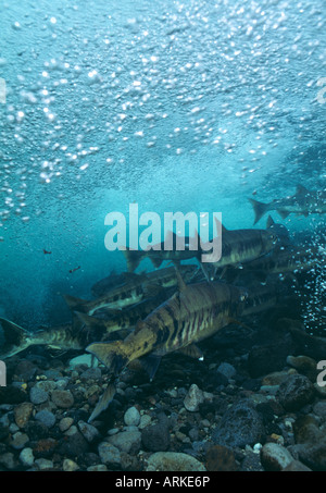 Lachs, Schwimmen Stockfoto