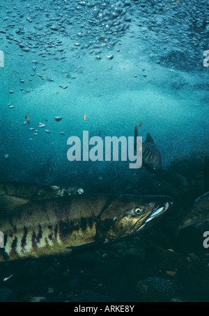 Lachs, Schwimmen Stockfoto