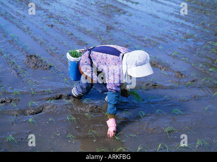 Frau arbeitet in einem Reisfeld, Japan Stockfoto