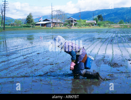 Frau arbeitet in einem Reisfeld, Japan Stockfoto