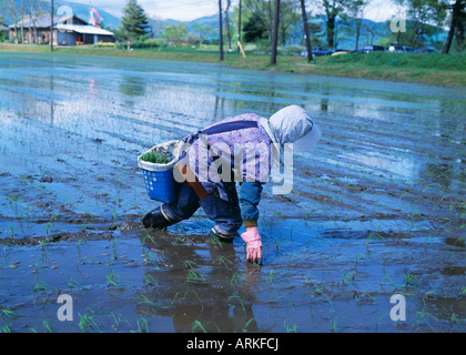Frau arbeitet in einem Reisfeld, Japan Stockfoto