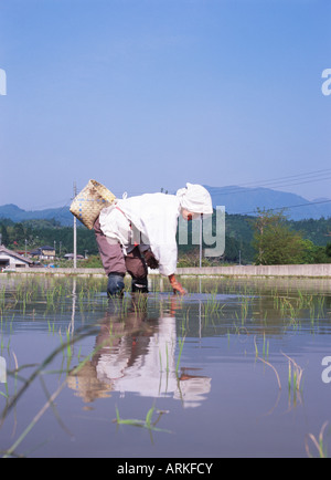 Frau arbeitet in einem Reisfeld, Japan Stockfoto