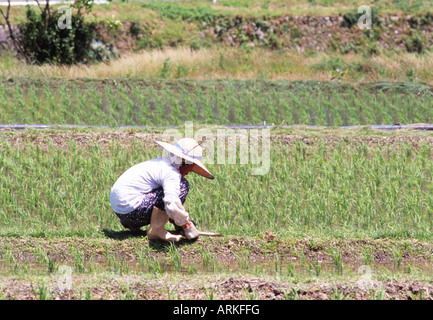 Frau, die Gras zum Schutz der Reispflanzen Stockfoto