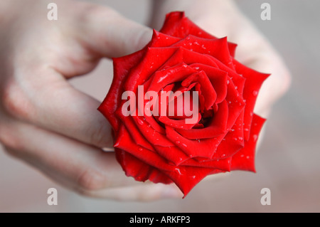 Symbolische Foto: Hände des Mannes hält eine Rose. Stockfoto