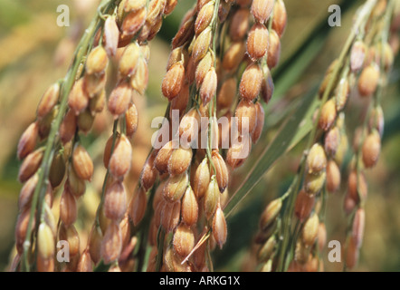 Ohr des Reises, Reisfeld, Reis zu warten, Ernte, Japan Stockfoto