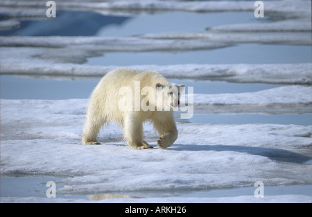 Eisbär auf Scholle / Ursus Maritimus Stockfoto