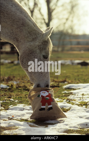 Vollblut Araber - mit Weihnachtsgeschenk Stockfoto