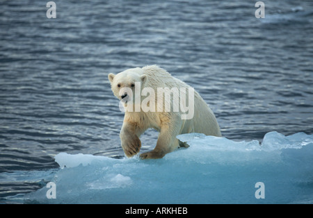 Eisbär auf Eisscholle aus dem Wasser klettern / Ursus Maritimus Stockfoto