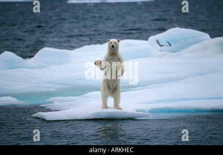 Eisbär (Ursus Maritimus) aufrecht auf einer Eisscholle scheint zu Wave Stockfoto