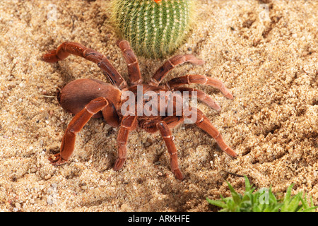 Vogel Essen Spinne Vogelspinne in Sand Citharischius crawshayi Stockfoto