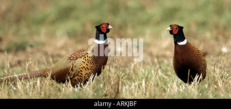 Gemeinsamen Fasan (Phasianus Colchicus). Zwei Männer stehen auf Feld Stockfoto