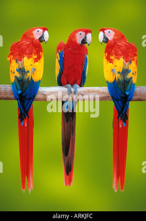 drei rote Aras auf Zweig / Ara Macao Stockfoto