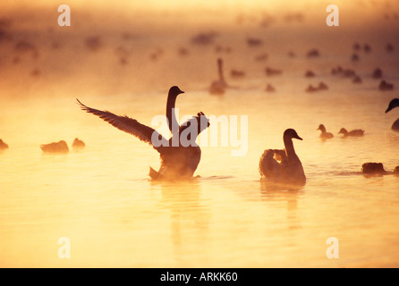 Höckerschwäne auf dem Wasser / Cygnus Olor Stockfoto