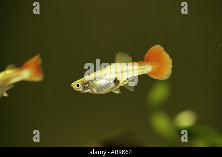 Guppy / Poecilia Reticulata Stockfoto