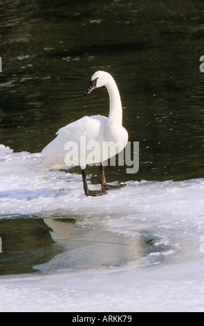 Trompeter Schwan auf Scholle / Cygnus Buccinator Stockfoto