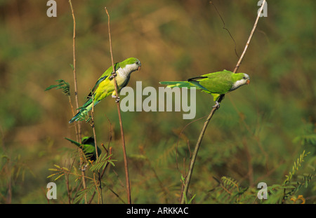 zwei Mönchssittiche / Myiopsitta Monachus Stockfoto