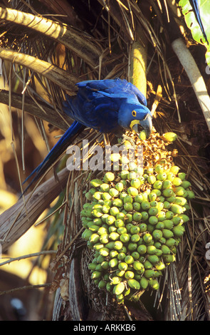 Hyazinthara (Anodorhynchus hyacinthus), der Palmnüsse frisst Stockfoto