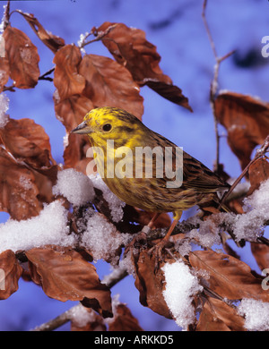 Goldammer auf AST / Emberiza Citrinella Stockfoto