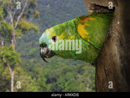 Blau-fronted Amazon - im hohlen Stamm / Amazona Aestiva Stockfoto