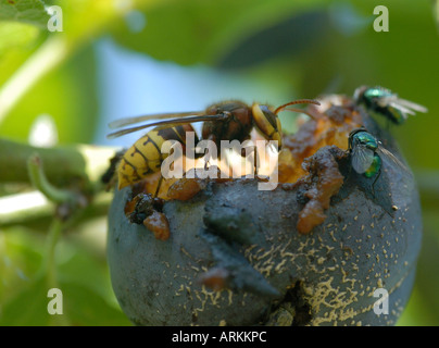 Hornisse Vespa crabro Essen einen faulen schimmelige Pflaume Pflaume Zellstoff in den Hornet gesehen werden kann s massive Kiefer Stockfoto