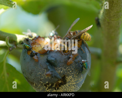 Hornisse Vespa crabro Essen einen faulen schimmelige Pflaume Pflaume Zellstoff in den Hornet gesehen werden kann s massive Kiefer Stockfoto