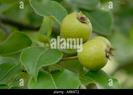Gemeinsame () Wildbirne, Pyrus Communis 'Beech Hill', Rosengewächse