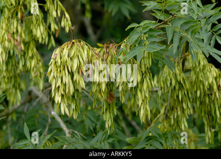 Geflügelte Früchte jeweils einen Samen der Esche Fraxinus excelsior Stockfoto