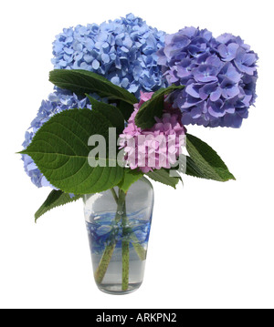 Blau lila und rosa Hortensien in einer Vase. Dieses Bild hat einen Beschneidungspfad. Stockfoto