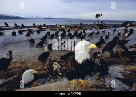 Weißkopf-Seeadler (Haliaetus Leucocephalus) im Februar, Alaska, USA, Nordamerika Stockfoto